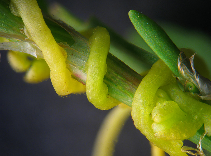 Cuscuta campestris / Cuscuta ungherese